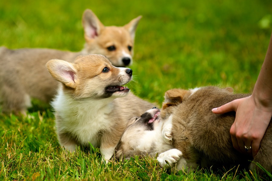 The Ultimate Guide To Buying A Corgi My Fav Corgi